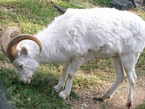 В Гвардейске двое мужчин украли у фермера барана и съели его