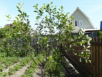 Владельцам участков в СНТ "Золотая осень" дали время на разработку градостроительных документов