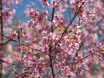 В Калининграде цветет сакура