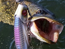 Рыбак в Калининградской области поймал рыбу с большими зубами