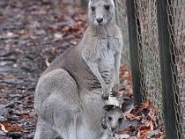 У привезённой в Калининград кенгуру из сумки внезапно вылезли нос и уши
