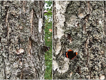 На Куршской косе бабочки-адмиралы пьют берёзовый сок (видео)
