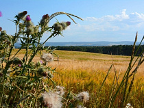 С недобросовестного арендатора в пользу администрации Зеленоградска взыскано 150 тысяч рублей