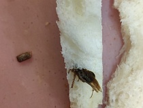 В «Виктории» на Островского калининградцу продали хлеб с тараканом
