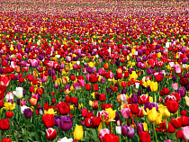 За прошедшую неделю из Калининградской области вывезли свыше 100 000 тюльпанов
