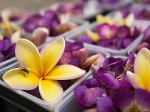 В Калининградскую область в символах любви пробралась настоящая тварь