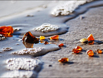 Балтийское побережье озарил янтарный блеск