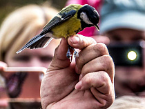 Нацпарк "Куршская коса" приглашает стать свидетелями осенней миграции птиц