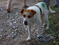 СК начал проверки по нападениям собак на школьников 