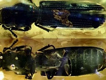 Мир шокирован найденным в янтаре из Калининградской области