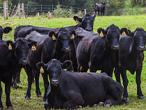 В 2016 году «Мираторг» планирует увеличить штат специалистов на 25%  