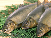 Список запрещенной к ввозу в Россию рыбы из Норвегии может быть увеличен