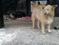 Бродячих собак в Калининграде отправят на вакцинацию