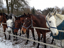 В Багратионовске пройдет конкурс красоты среди лошадей