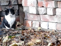 Калининград оцепенел от изуверства над котом