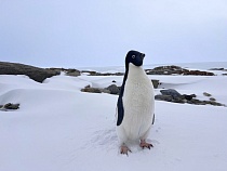МТС провела связь в важном логистическом центре Антарктиды — бухте Тала