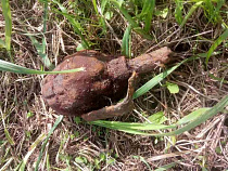 Под Багратионовском задержали мужчину с гранатой