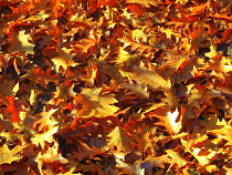 На полигон в поселок Космодемьянского вывезено более 6 тысяч тонн листвы