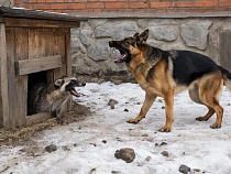 В Калининградской области хищники вторгаются в жильё людей
