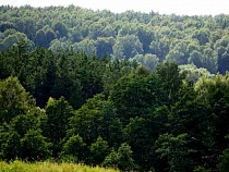 Прокурор оценил убитых самок кабана в 300 тысяч рублей