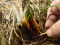 Калининград в огне: сотрудники МЧС четыре раза выезжали на тушение горящей травы