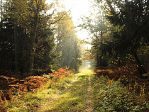 Рубить или помиловать дубы на Виштынце решат столичные специалисты 
