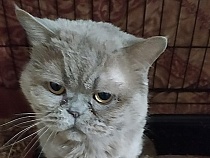 Доброволец из Зеленоградска рассказала об умирающих без копилки котах