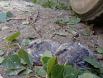 В Зеленоградске срубили дерево с живыми птенцами