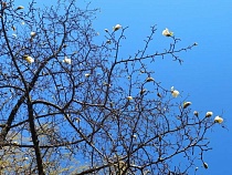 Расцвела главная магнолия Калининграда