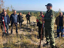Куршская коса: на месте пожара высадили саженцы 1200 сосен и кустарника