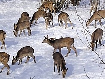 В лесах Калининградской области начался пересчёт животных 