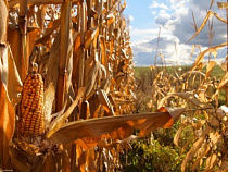 Царица американских полей - Кукуруза - захватит Калининградскую область