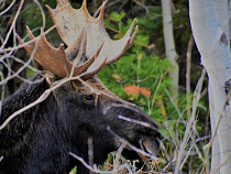 Блогер снял семью лосей, пересекающих опасную дорогу (видео)