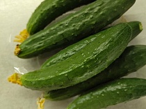 Калининградская область продолжает есть дорогие огурцы