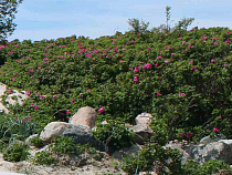 На пляже в Зеленоградске и у дюн обнаружили 10 артиллерийских снарядов