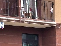 Черняховск шокировал Россию публичной жестокостью с собакой