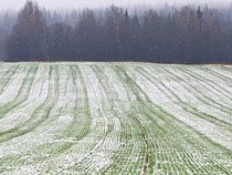 Калининград обеспечивает зерном половину СЗФО