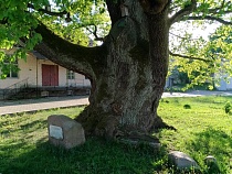 Дуб Наполеона в Ладушкине Беспрозванных выкупил у частных лиц