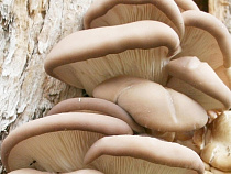 Юрий Лужков: мы будем выращивать 90 тонн грибов в год