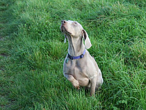 В Зеленоградске собака едва не погибла из-за разбросанной на улице отравы