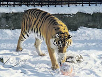 Тигрица из Калининградского зоопарка научилась лепить снежки