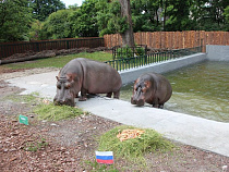 Исход матча Россия – Саудовская Аравия предсказали бегемоты (видео)