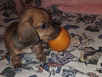 В Калининграде отняли собаку у бомжа и подарили её ребёнку - соцсети