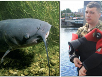 Greenpeace отказался защищать калининградского сома