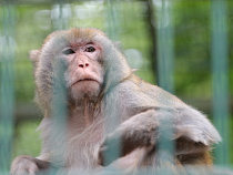 В Калининградском зоопарке отыщут «огненную обезьяну»