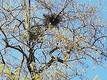 В центре Калининграда экологи защищают птенцов от работников ЖКХ