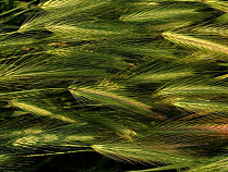 С ООО «Балтагрокорм» взысканы долги по зарплате на 3,1 млн рублей 