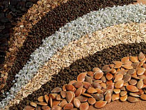 Нарушений нет: в Калининградскую область поступило свыше 146 тысяч пакетов импортных и отечественных семян