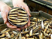 Калининградская область отмечает День рыбака