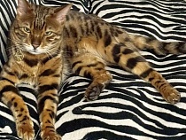 В Калининграде из-за шума в СМИ освободили элитного кота